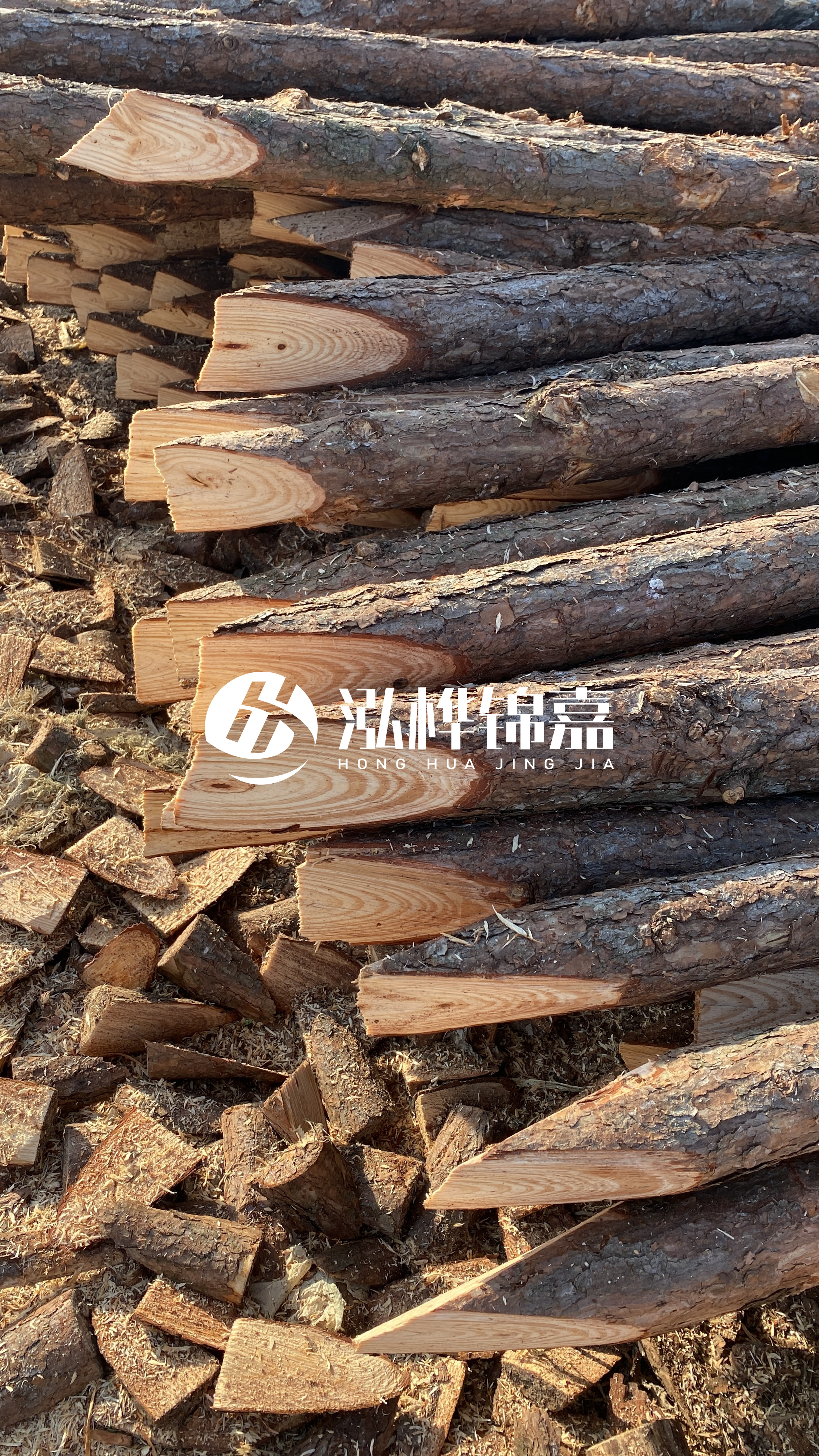 松木樁怎么分辨好壞？學會這幾招，輕松分辨松木樁好壞不踩雷！